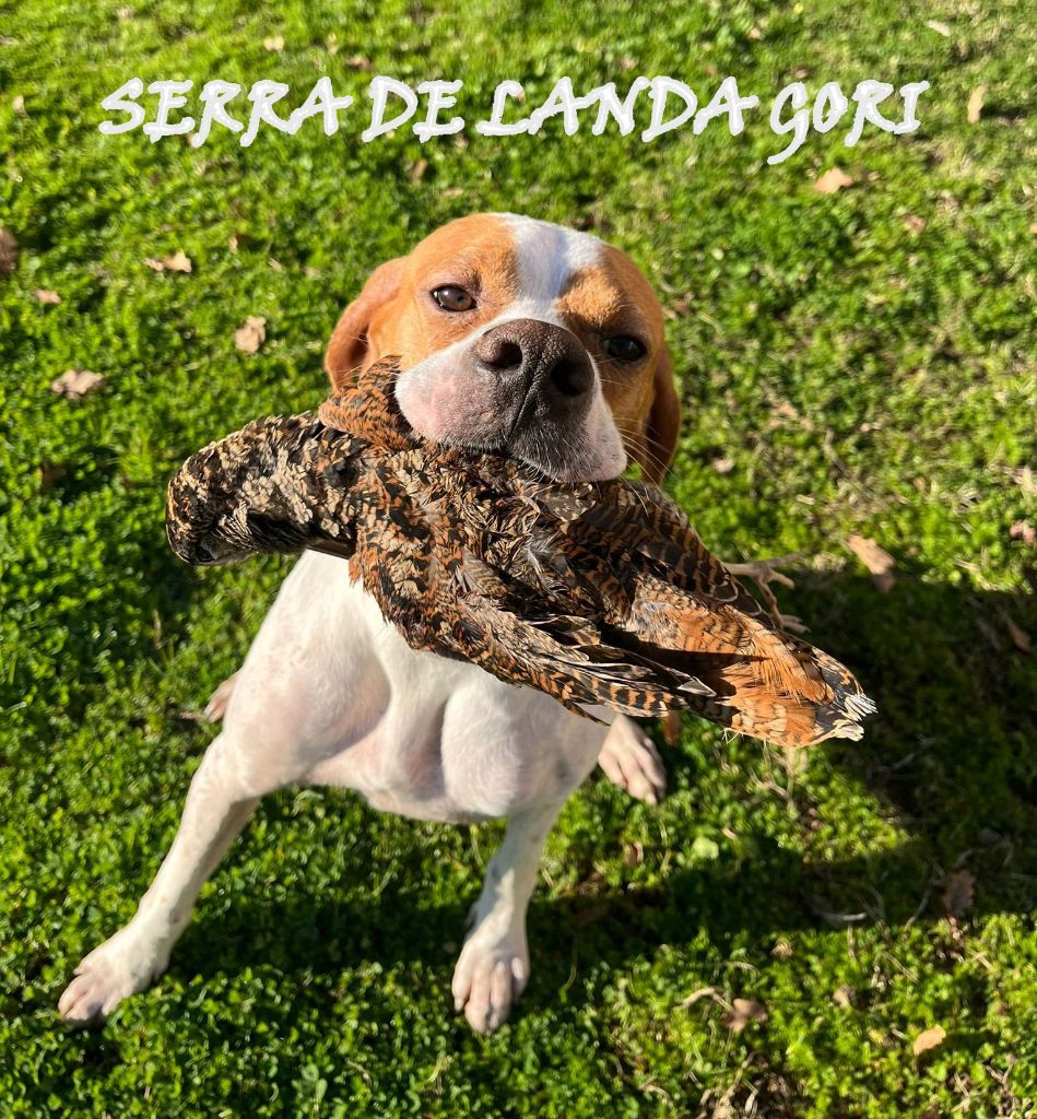 de landa gori - SERRA DE LANDA GORI :Chasse la bécasse LES LANDES !