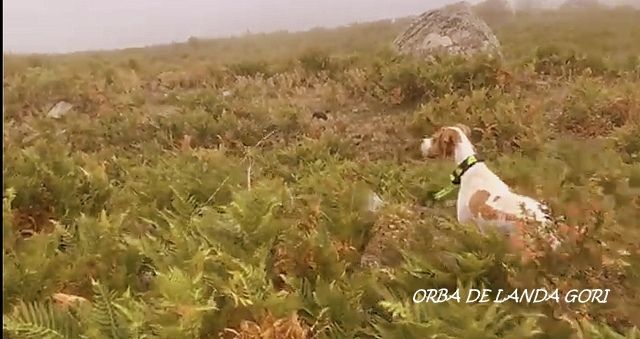 de landa gori - ORBA DE LANDA GORI :Chasse entraînement Montagne CORSE !