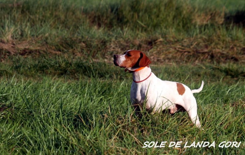 de landa gori - SOLE DE LANDA GORI :Ouverture chasse LUBERON !..