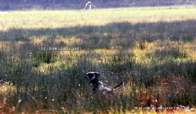 de landa gori - gutxi de landa gori (9MOIS)à la becassine