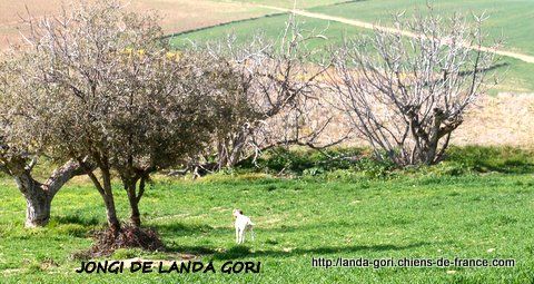 de landa gori - JONGI DE LANDA GORI...acte 2