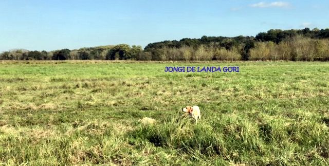 de landa gori - JONGI DE LANDA GORI :Chasse la bécassine !ARRÊT