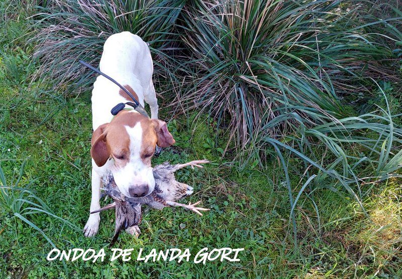 de landa gori - ONDOA DE LANDA GORI ;Chasse la bécasse ILES BALEARES !