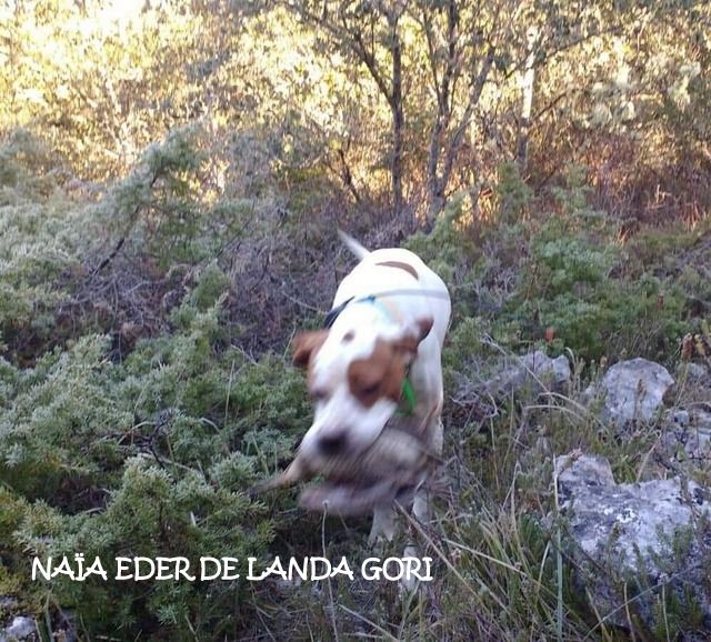 de landa gori - NAÏA EDER DE LANDA GORI ;Chasse la bécasse montagnes BASQUES !