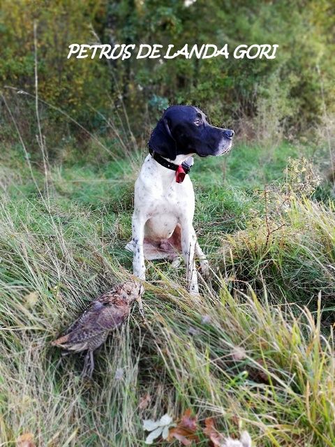 de landa gori - PETRUS DE LANDA GORI 8mois Chasse la bécasse VIENNE !