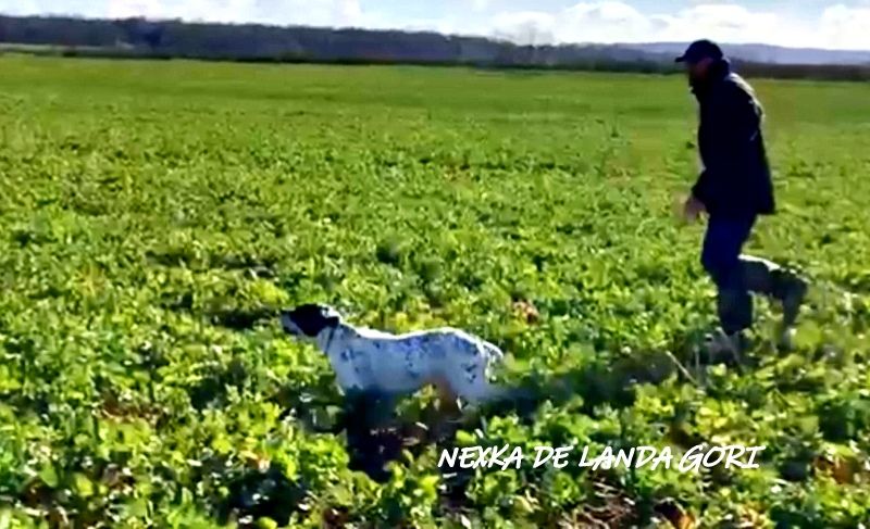 de landa gori - NEXKA DE LANDA GORI :Entraînement perdrix grises AISNE !