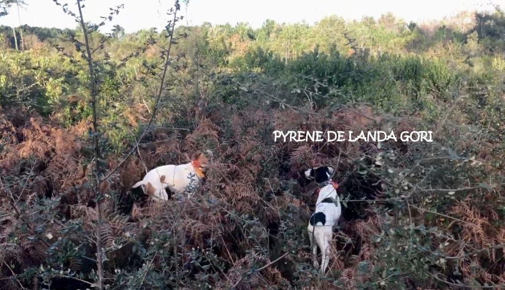 de landa gori - JONGI et PYRENE DE LANDA GORI Chasse bécasse LANDES !