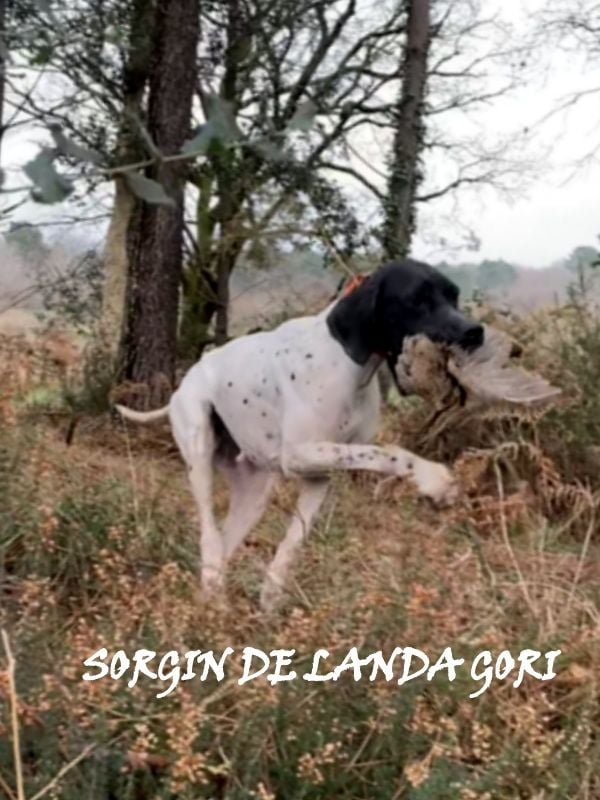 de landa gori - SORGIN DE LANDA GORI/Chasse la bécasse/LANDES !