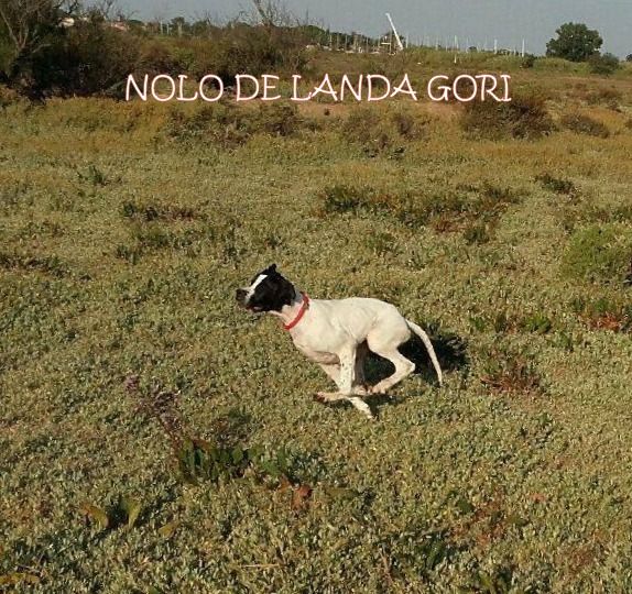 de landa gori - NOLO DE LANDA GORI ...5 mois !!!