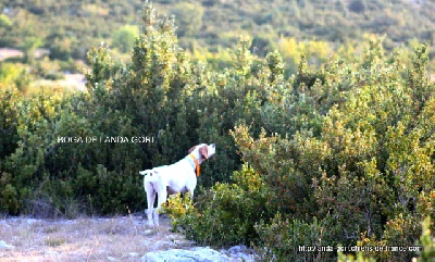 de landa gori - re BOGA DE LANDA GORI  ST PIERRE LA FAGE