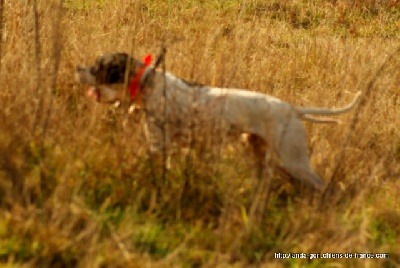 de landa gori - ETXOLA DE LANDA GORI ..Chasse !!