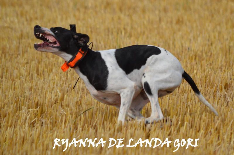 de landa gori - RYANNA DE LANDA GORI ;2em EXCELLENT RCACT ;CORSE