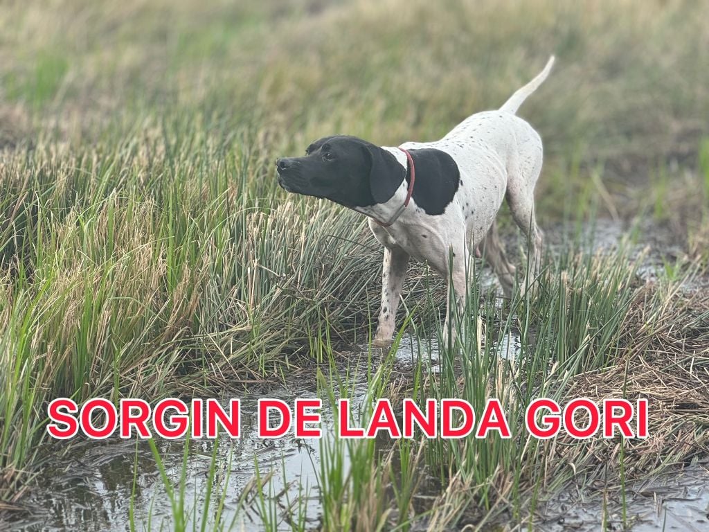 de landa gori - SORGIN DE LANDA GORI/Chasse BECASSINE !..