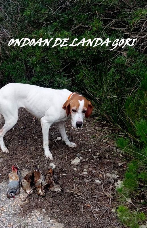 de landa gori - ONDOAN DE LANDA GORI/Chasse bécasses /perdreaux rouges/Îles BALEARES