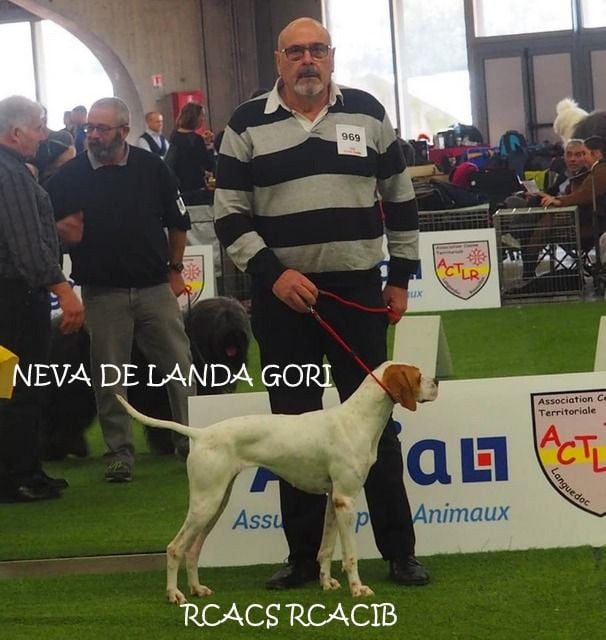 de landa gori - NEVA DE LANDA GORI RCACS RCACIB PERPIGNAN