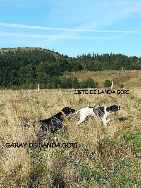 de landa gori - LISTO et GARAY DE LANDA GORI chasse la caille ARDECHE !