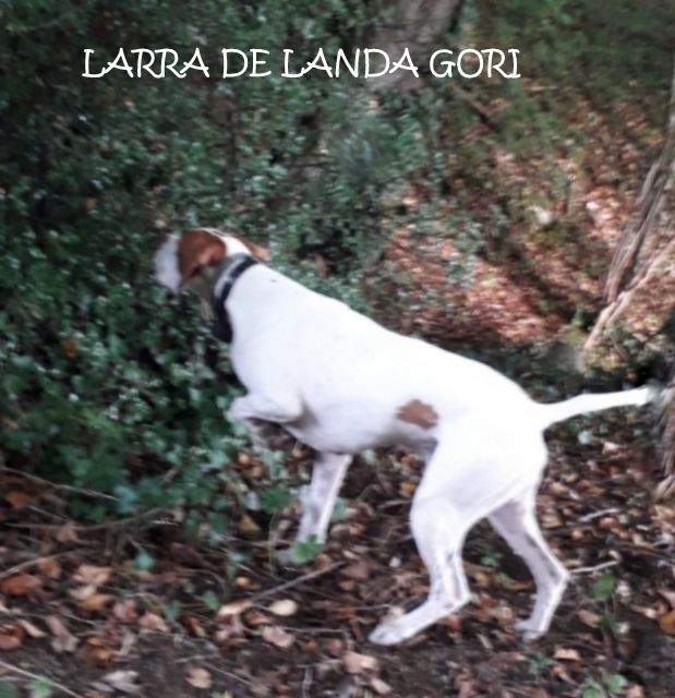 de landa gori - LARRAU DE LANDA GORI ;Chasse MONTAGNE PYRENEE