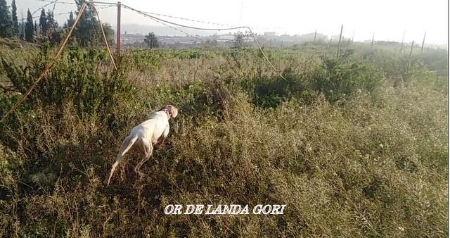 de landa gori - OR DE LANDA GORI Chasse la caille au LIBAN !