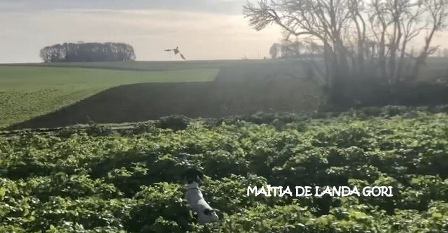 de landa gori - MAÏTIA DE LANDA GORI : Entraînement FAISANS NATURELS NORD !