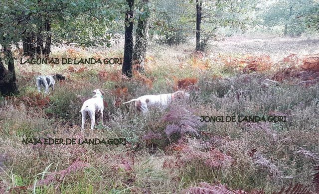 de landa gori - LAGUN NAÏA EDER JONGI chasse bécasse dans les LANDES !