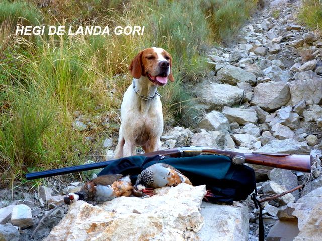 de landa gori - HEGI DE LANDA GORI...Chasse le perdreau en montagne !!!