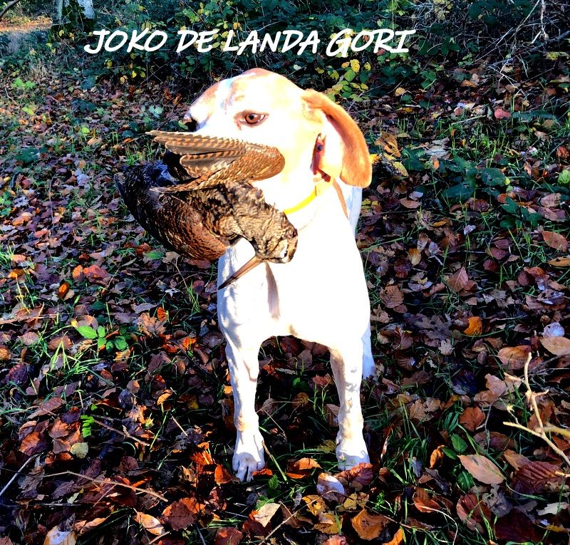 de landa gori - JOKO DE LANDA GORI :Chasse la bécasse FANTOME LANDES !