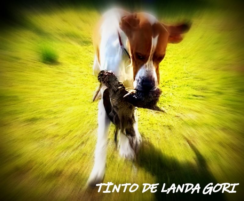 de landa gori - TÏNTO DE LANDA GORI :Chasse la bécasse GIRONDE !