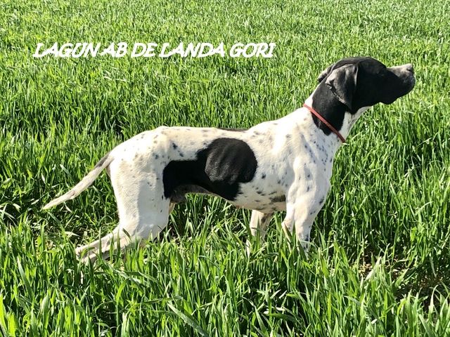 de landa gori - LAGUN AB :Entraînement printemps :Perdreaux gris !!