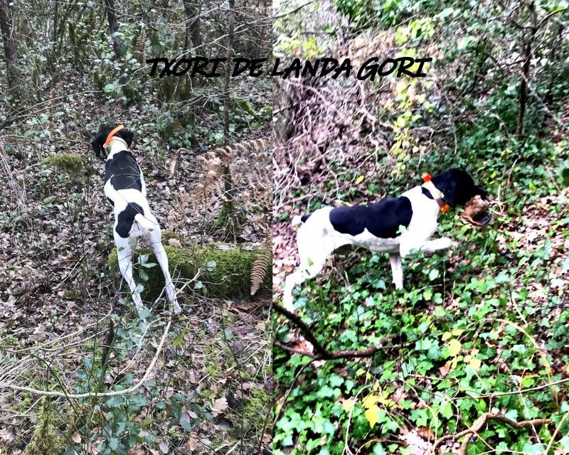 de landa gori - TXORI DE LANDA GORI ;Chasse la Bécasse CEVENNE !