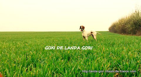 de landa gori - GOXI DE LANDA GORI..Training !!