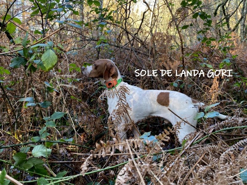 de landa gori - SOLE DE LANDA GORI :Chasse la bécasse LANDES ..!