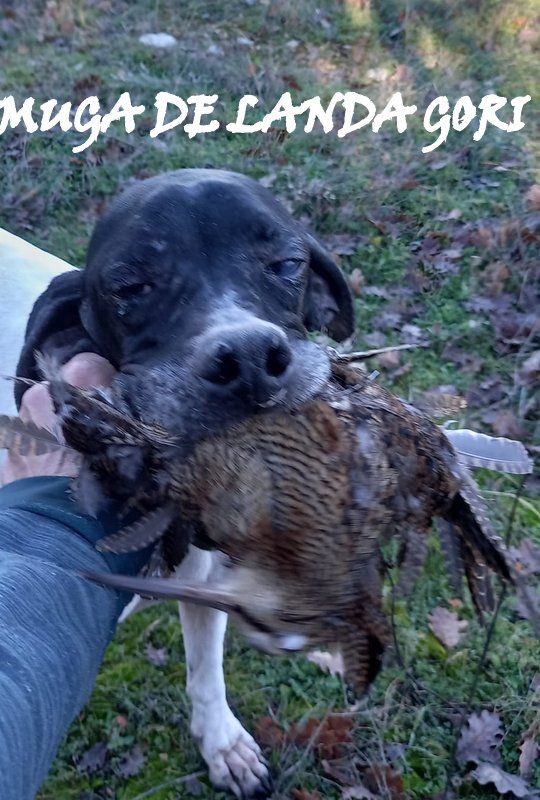 de landa gori - MUGA DE LANDA GORI :Chasse la bécasse PROVENCE !