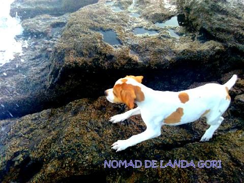 de landa gori - NOMAD DE LANDA GORI..Sur les rochers Bretons !!!