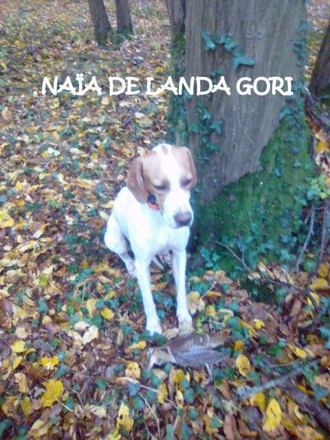 de landa gori - NAÏA DE LANDA GORI :Chasse la bécasse dans le PAS DE CALAIS !