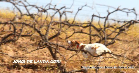 de landa gori - JONGI DE LANDA GORI...Training !!