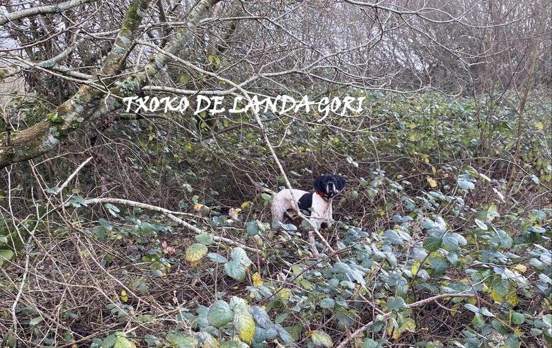 de landa gori - TXOKO DE LANDA GORI :Chasse la bécasse BRETAGNE !