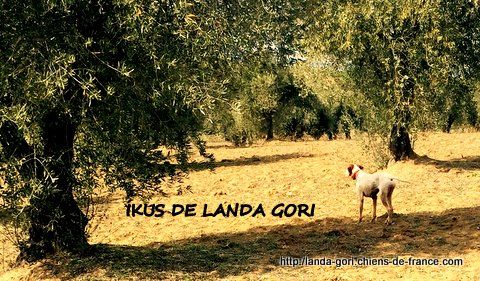 de landa gori - IKUS DE LANDA GORI ...Training !!