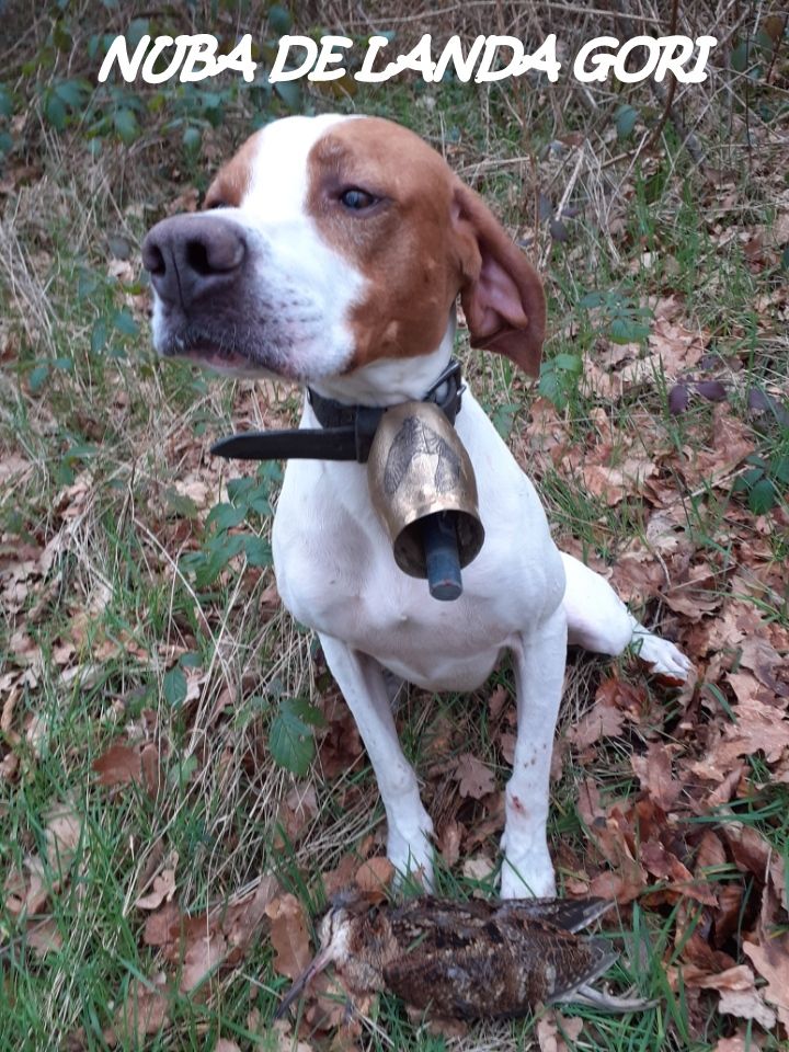 de landa gori - NUBA DE LANDA GORI ;Chasse la bécasse en CREUSE !