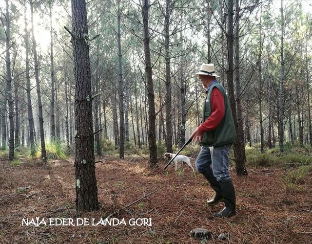 de landa gori - NAÏA EDER DE LANDA GORI : Chasse bécasses !