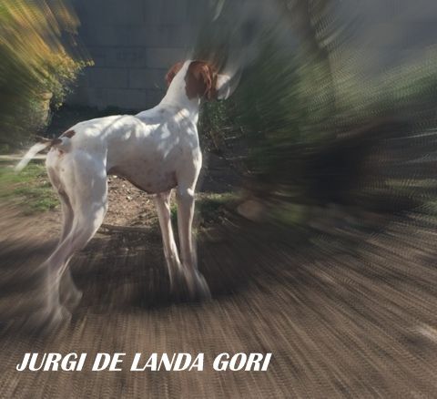 de landa gori - JURGI DE LANDA GORI..Chasse !!!