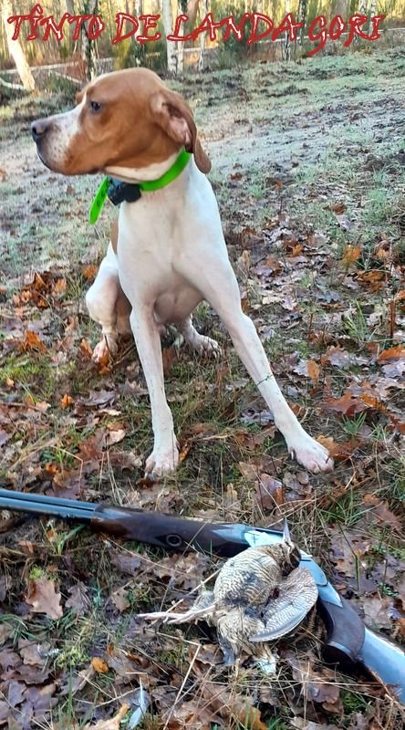 de landa gori - TÎNTO DE LANDA GORI / Chasse la bécasse GIRONDE !