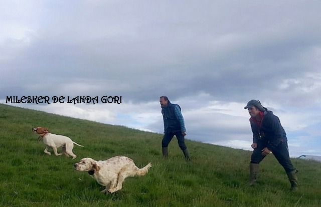 de landa gori - MILESKER DE LANDA GORI ;Entraînement en montagne !