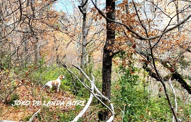 de landa gori - JOKO DE LANDA GORI ;Chasse la bécasse ALPES de HAUTE PROVENCE 