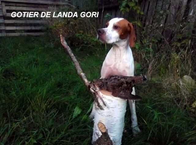 de landa gori - GOTIER DE LANDA GORI...Chasse de la bécasse en RUSSIE !!!