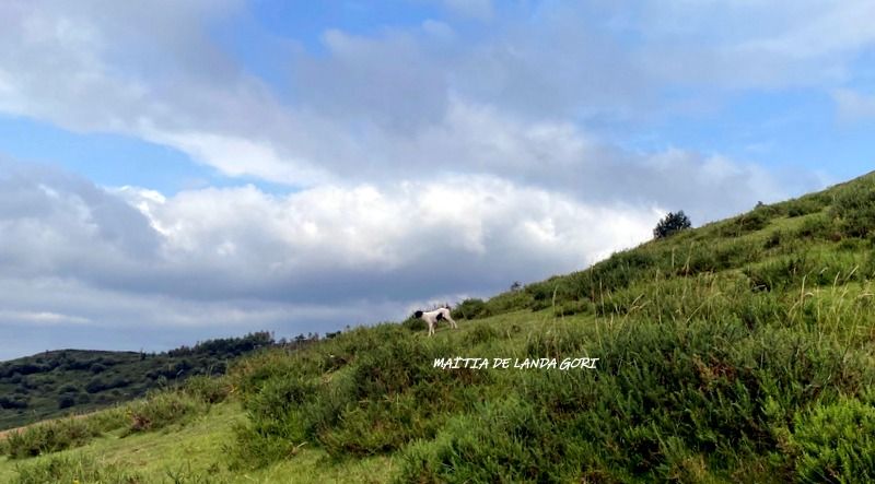 de landa gori - MAITIA DE LANDA GORI :Entraînement montagnes BASQUES !