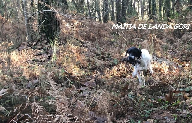 de landa gori - MAÏTIA DE LANDA GORI :Chasse la bécasse ;LANDES !