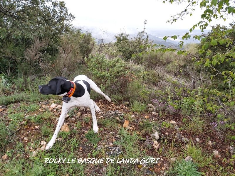 de landa gori - ROKY DE BASQUE DE LANDA GORI (8mois)Chasse la bécasse ALPES !