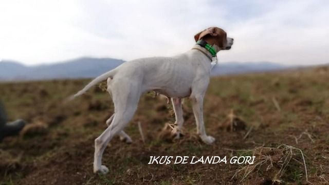 de landa gori - IKUS DE LANDA GORI : Entraînement ;Perdreaux SERBIE !