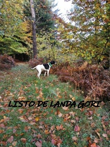 de landa gori - LISTO DE LANDA GORI Chasse la bécasse ARDECHE 