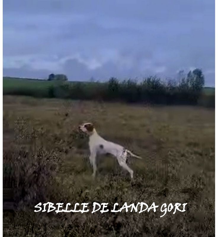 de landa gori - SIBELLE DE LANDA GORI ;Entraînement perdreaux CHAMPAGNE